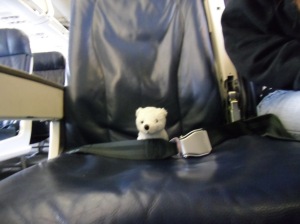 polar bear wearing seat belt on airplane