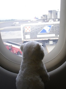 polar bear looking out airplane window